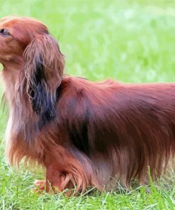 Long Haired Dachshund Paint By Numbers