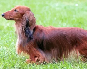 Long Haired Dachshund Paint By Numbers