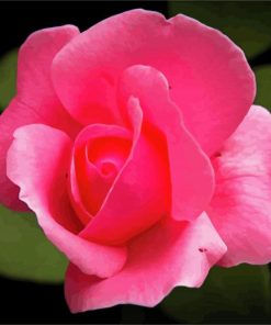 Pink Rosebud Flower Paint By Numbers