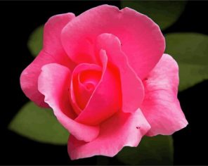 Pink Rosebud Flower Paint By Numbers