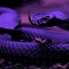 Purple Snake Paint By Numbers