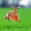 Runing Hare Paint By Numbers