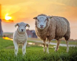 Sheep And Lamp Paint By Numbers