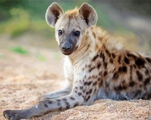 Spotted Hyena Animal Paint By Numbers