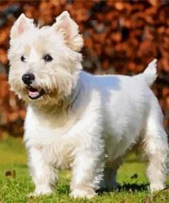 Terrier Dog In Grass Paint By Numbers