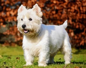 Terrier Dog In Grass Paint By Numbers