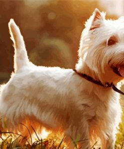 Westie Terrier Dog Paint By Numbers