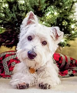 West Terrier In Grass Paint By Numbers