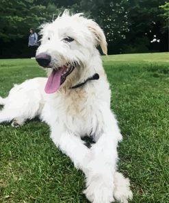 White Wolfhound Paint By Numbers