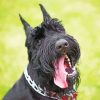 Giant Schnauzer Puppy Paint by Numbers