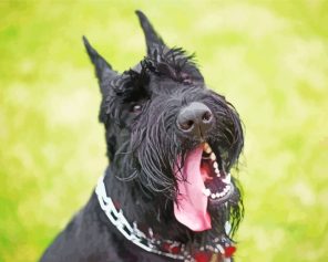 Giant Schnauzer Puppy Paint by Numbers