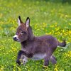 Mini Donkey Paint by Numbers