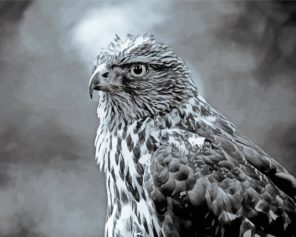 Black And White Eagle Paint by Numbers