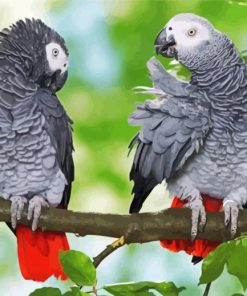 Grey Parrots Paint By Numbers