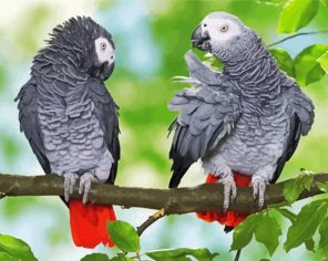 Grey Parrots Paint By Numbers