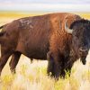 American Bison Paint By Numbers