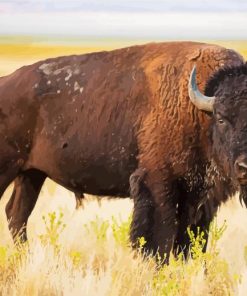 American Bison Paint By Numbers