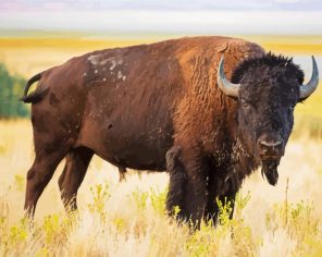 American Bison Paint By Numbers