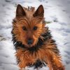 Austrlian Terrier Puppy Paint by Numbers