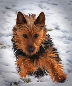 Austrlian Terrier Puppy Paint by Numbers