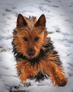 Austrlian Terrier Puppy Paint by Numbers