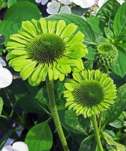 Green Coneflowers Paint By Numbers