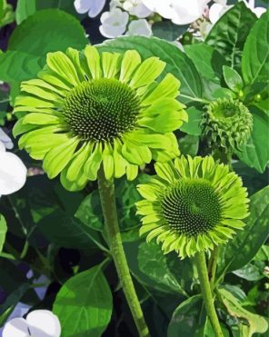 Green Coneflowers Paint By Numbers