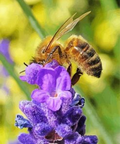 Bee On Lavender Paint by Numbers