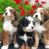 Bernedoodle Puppies Paint By Numbers