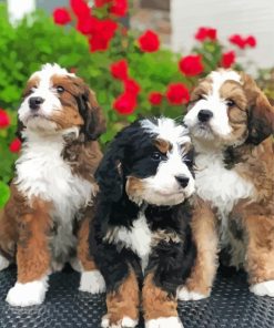 Bernedoodle Puppies Paint By Numbers