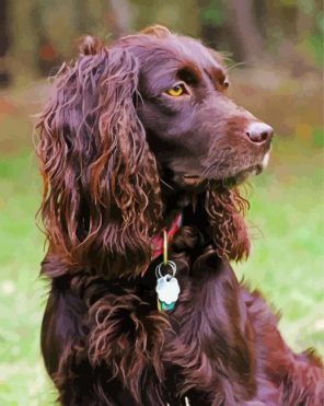 Boyking Spaniel Puppy Paint by Numbers