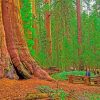 California Redwoods Paint By Numbers