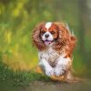 Cavalier king Dog Paint By Numbers