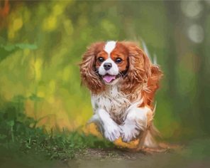 Cavalier king Dog Paint By Numbers