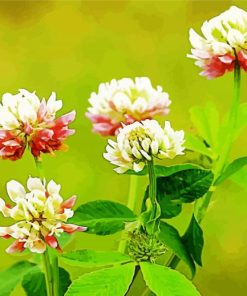 Clover Flowers Paint by Numbers