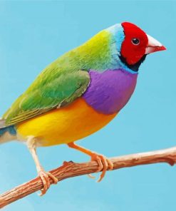 Colorful Cute Bird Paint by Numbers