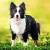 Border Collies Puppy Paint By Numbers