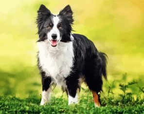 Border Collies Puppy Paint By Numbers