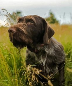 Germa Pointer Puppy Paint by Numbers