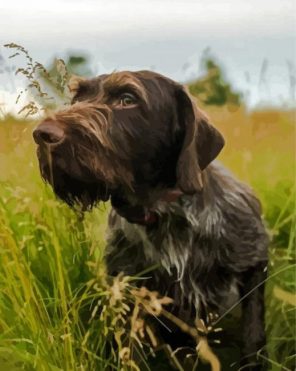 Germa Pointer Puppy Paint by Numbers