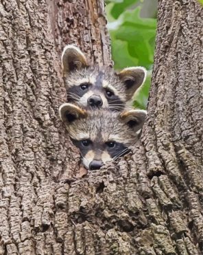 Adorable Raccoons Paint By Numbers