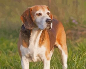 Fox Hound Paint By Numbers