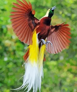 Flying Paradise Bird Paint By Numbers