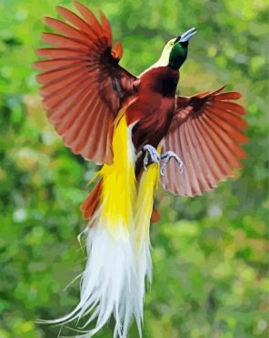 Flying Paradise Bird Paint By Numbers