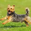 Australian Terrier Paint By Numbers