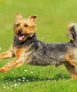 Australian Terrier Paint By Numbers