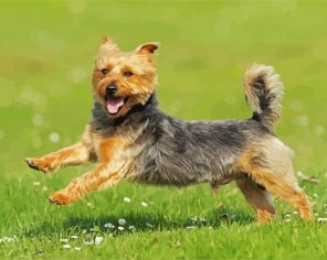 Australian Terrier Paint By Numbers