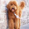 Goldendoodle Puppy Paint By Numbers