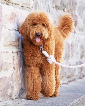 Goldendoodle Puppy Paint By Numbers