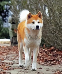 Hachiko Puppy Paint By Numbers